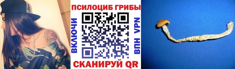 Купить закладки  Буинск  Псилоцибиновые грибы Psilocybe 